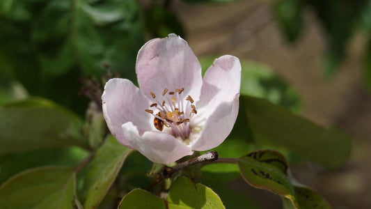 Cydonia oblonga 'Vranja' op stam