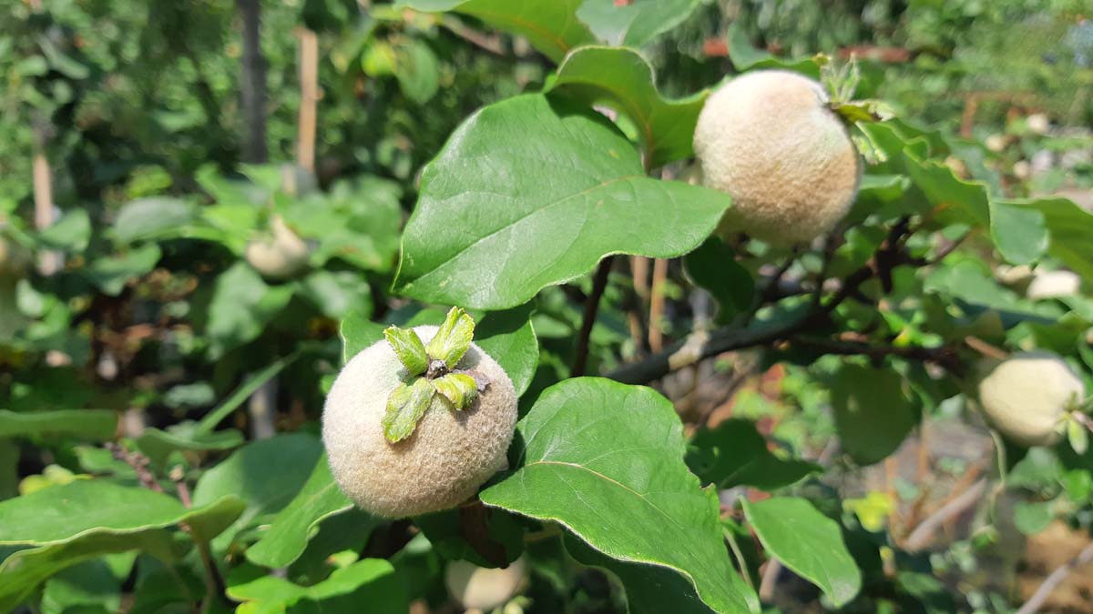 Cydonia oblonga 'Champion' op stam