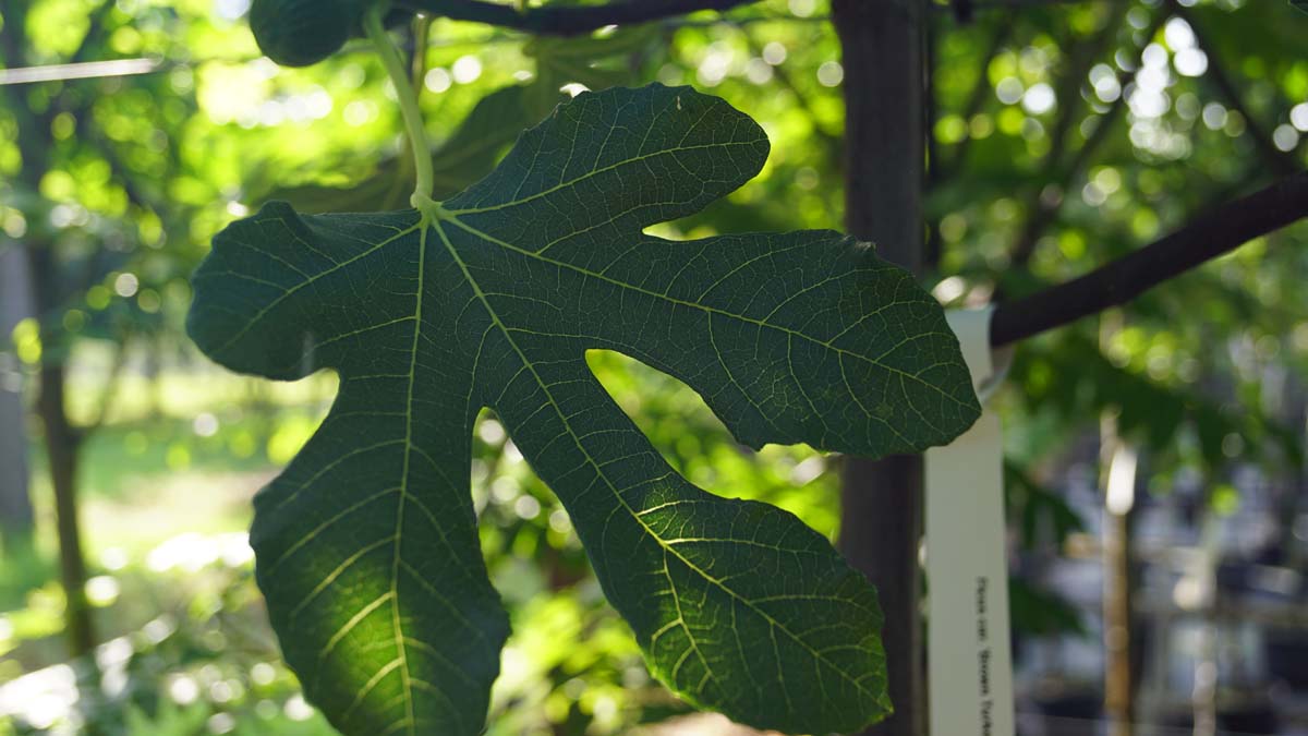 Ficus carica 'Brown Turkey' op stam blad