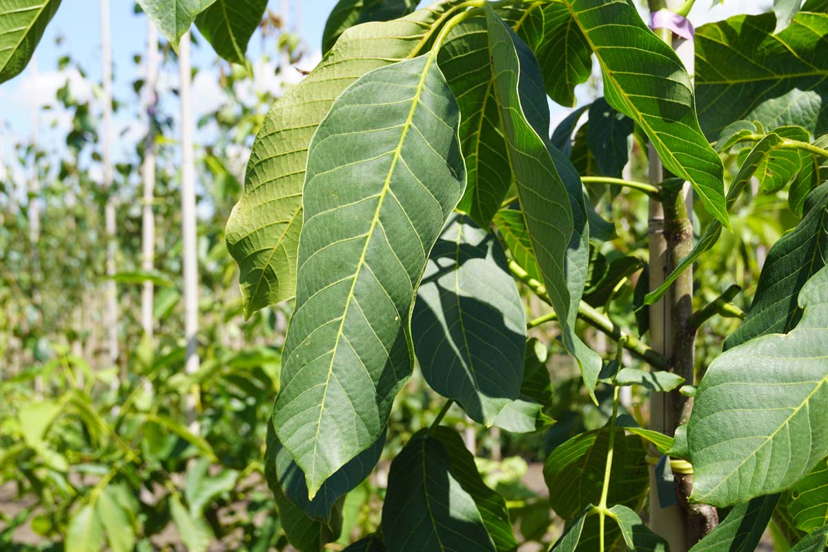 Juglans regia 'Broadview' op stam blad