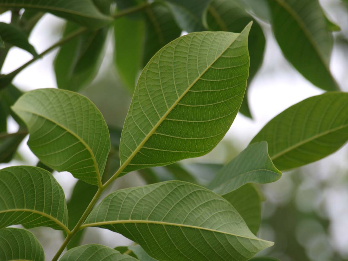 Juglans regia 'Buccaneer' op stam blad