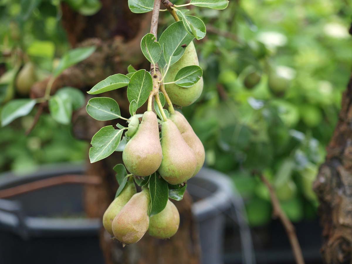 Pyrus communis 'Conference' op stam