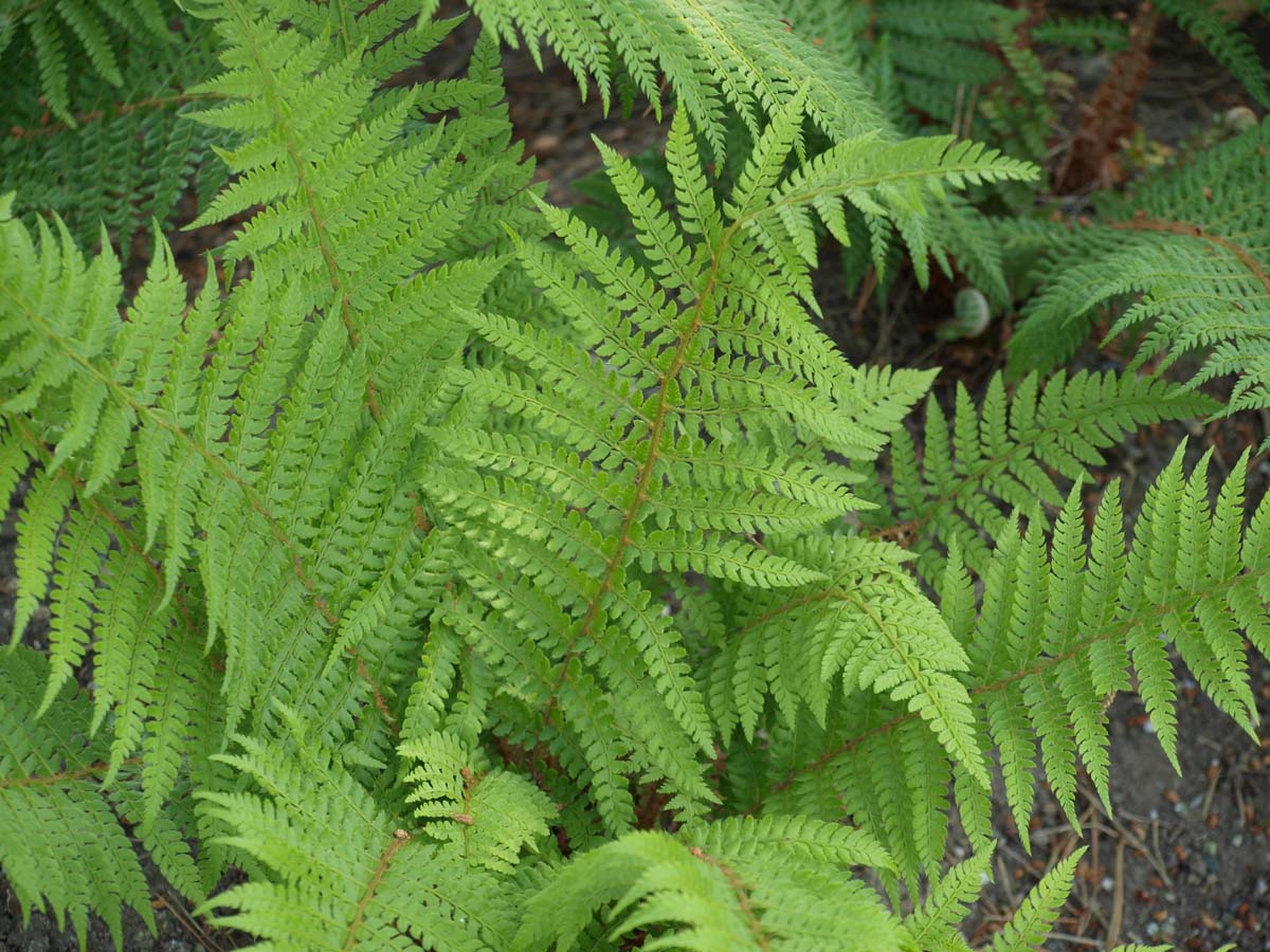 Athyrium filix-femina
