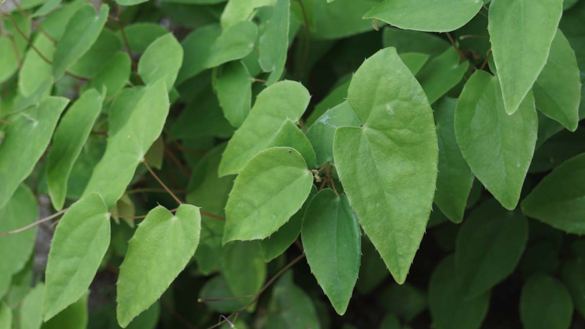 Epimedium youngianum 'Niveum'
