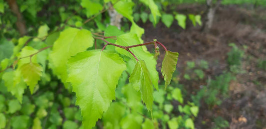 Betula pendula 'Schneverdinger Goldbirke' Tuinplanten