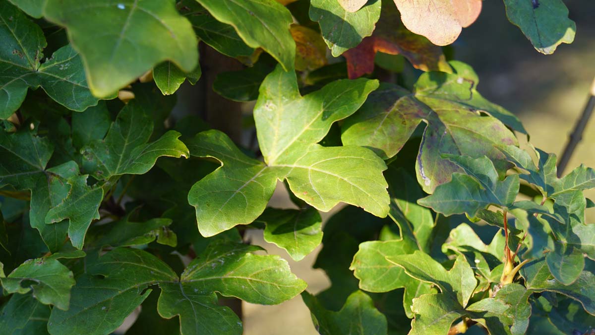 Acer campestre 'Green Column' op stam