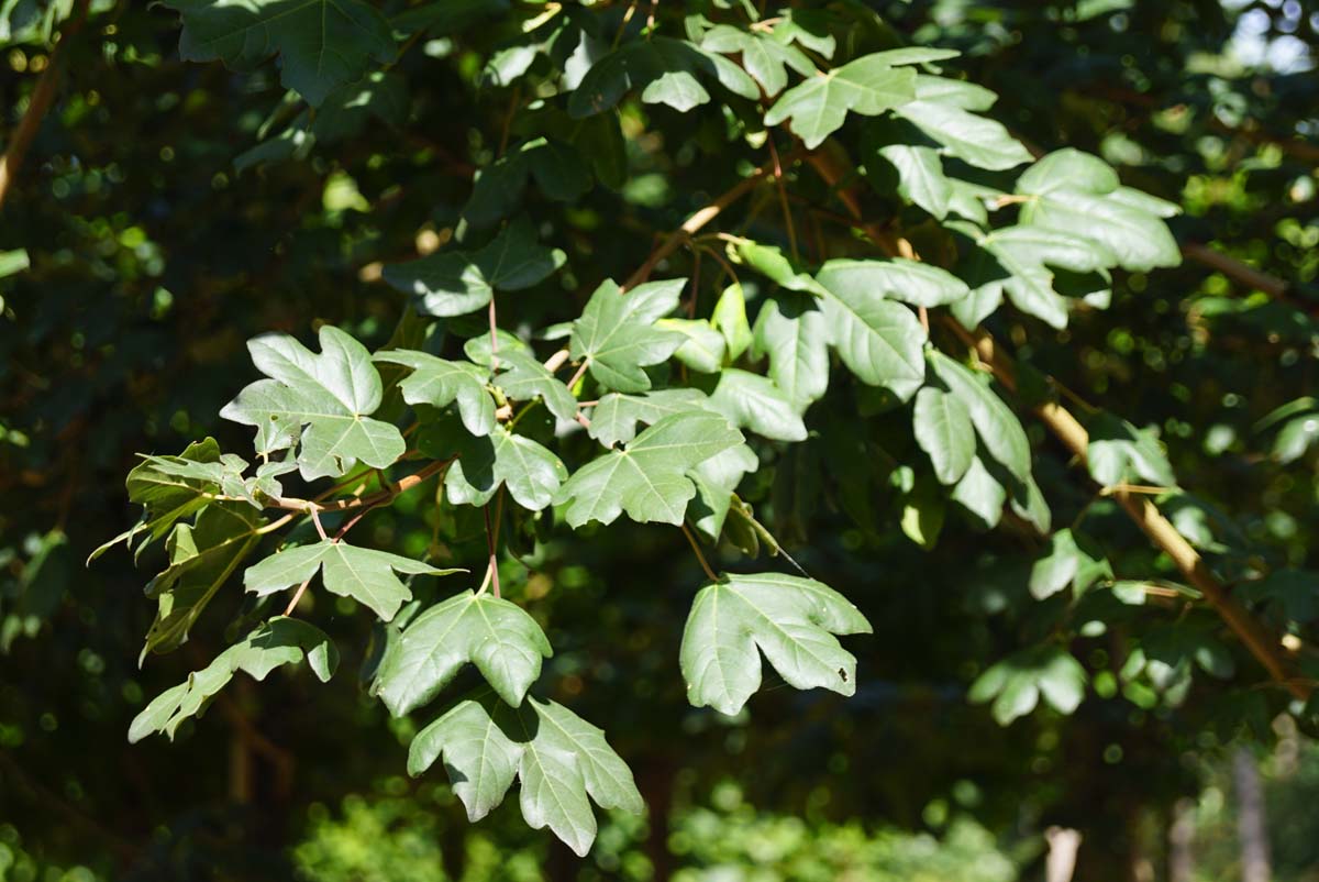 Acer campestre 'Huibers Elegant' op stam blad