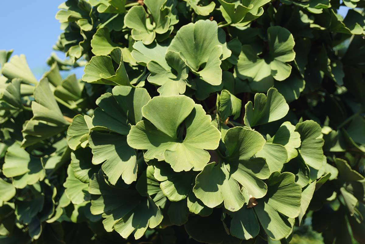 Ginkgo biloba 'Mariken' op stam blad
