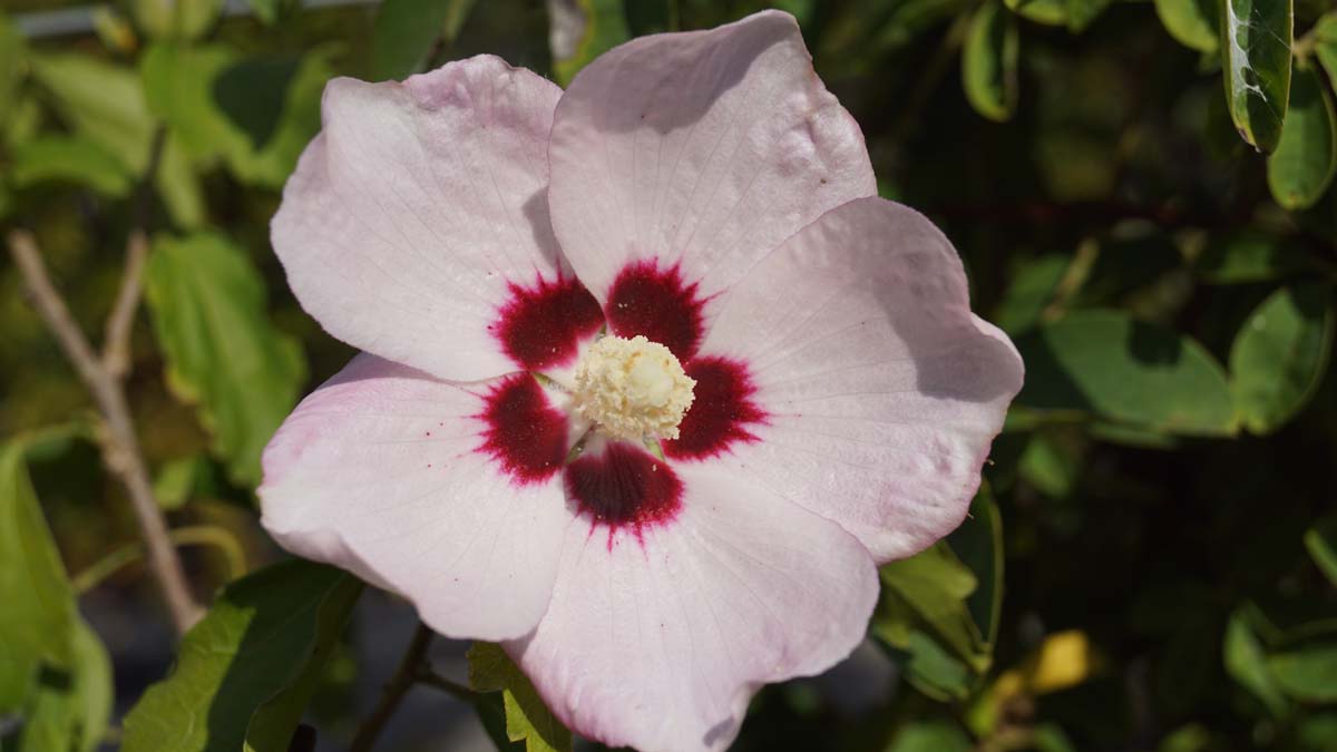 Hibiscus syriacus 'Melrose' meerstammig / struik