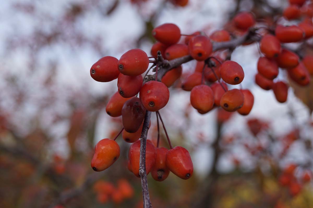 Malus 'Indian Magic' solitair