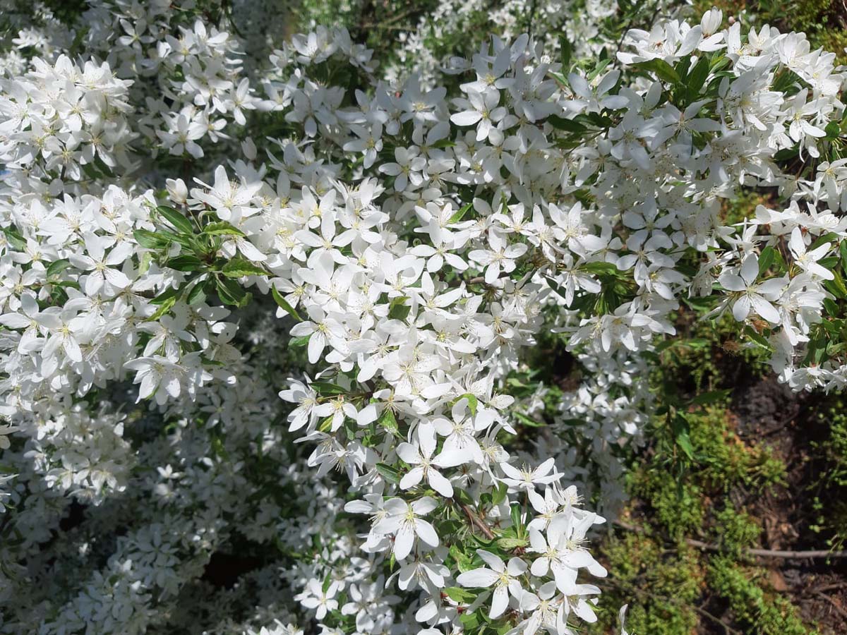 Malus toringo 'Brouwers Beauty' meerstammig / struik bloem