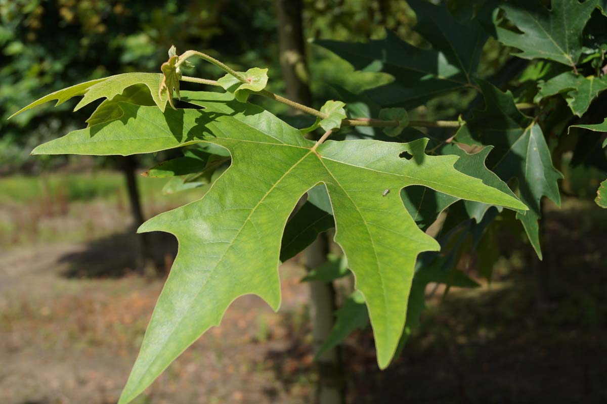 Platanus orientalis 'Minaret' solitair blad