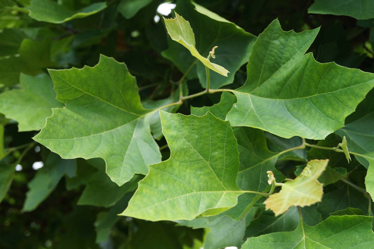 Platanus hispanica 'Alphen's Globe' meerstammig / struik blad