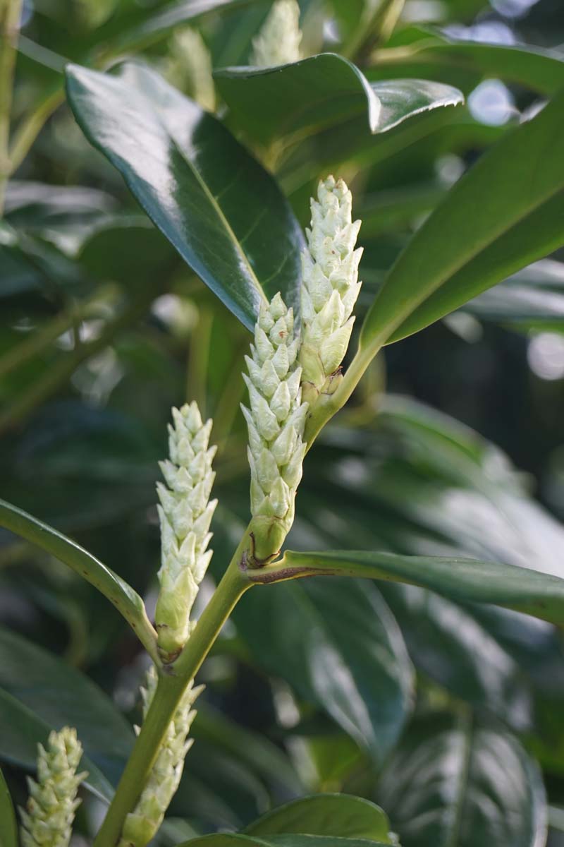 Prunus laurocerasus 'Novita' haagplant bloem