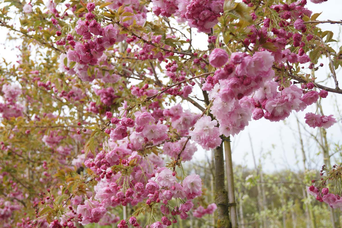Prunus serrulata 'Pink Perfection' op stam