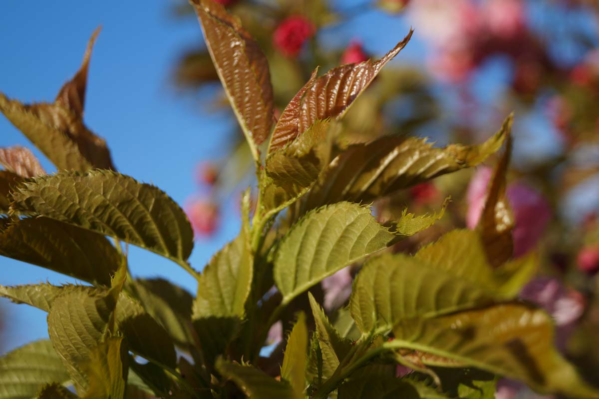 Prunus serrulata 'Pink Perfection' op stam