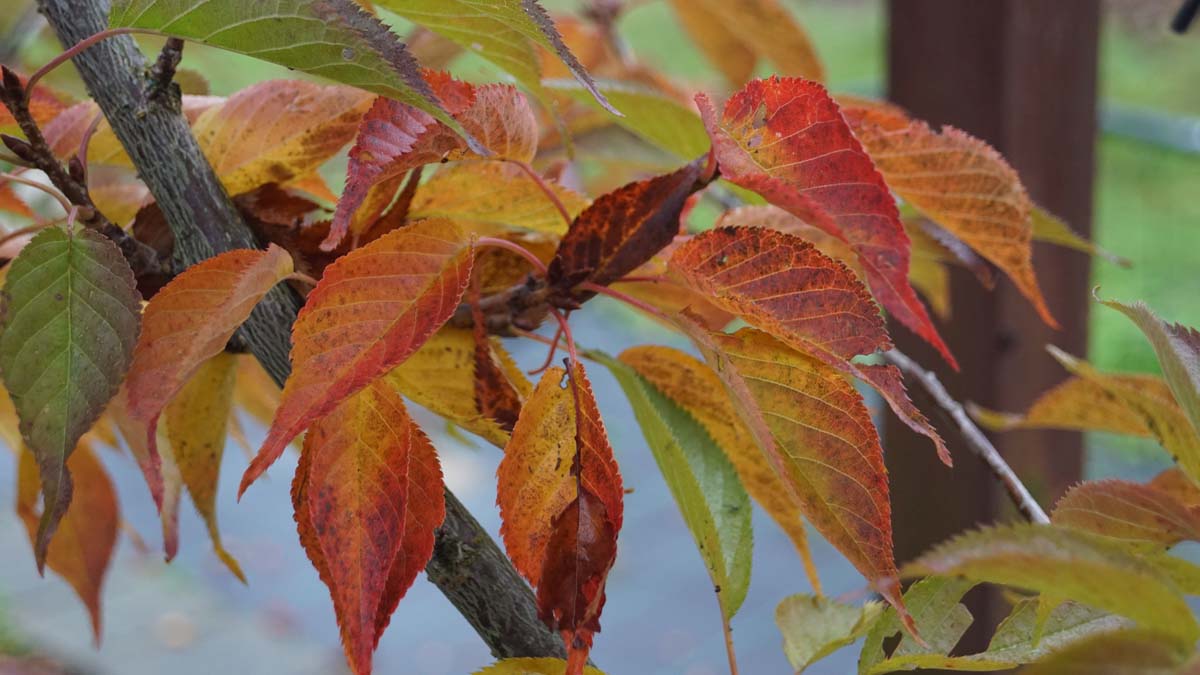 Prunus serrulata 'Sunset Boulevard' Tuinplanten herfstkleur