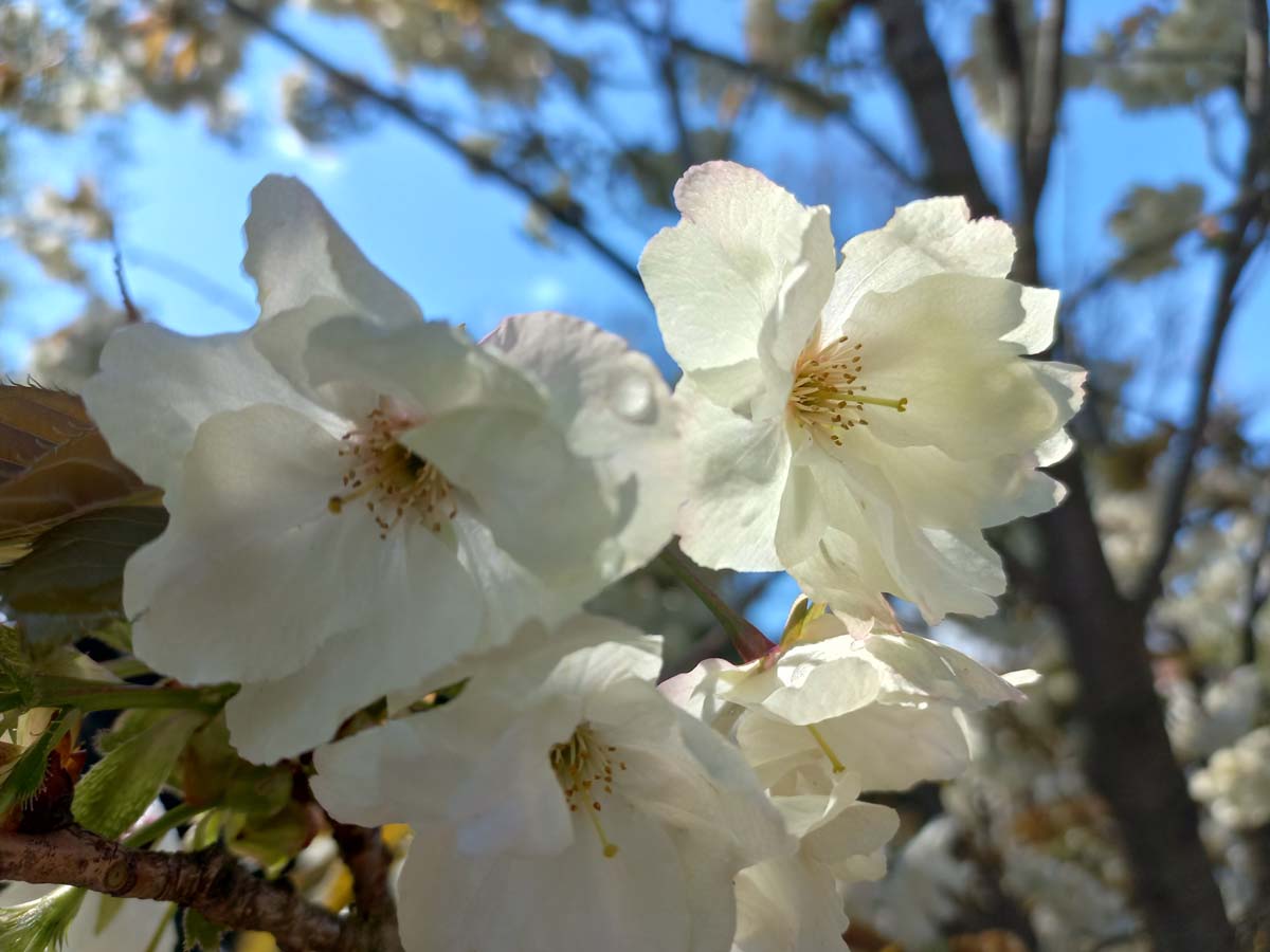 Prunus serrulata 'Ukon' Tuinplanten bloem