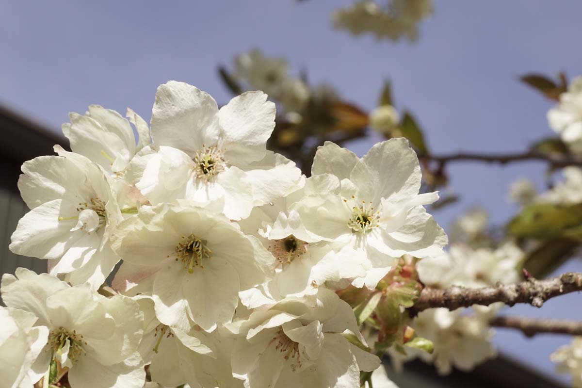 Prunus serrulata 'Ukon' Tuinplanten bloesem