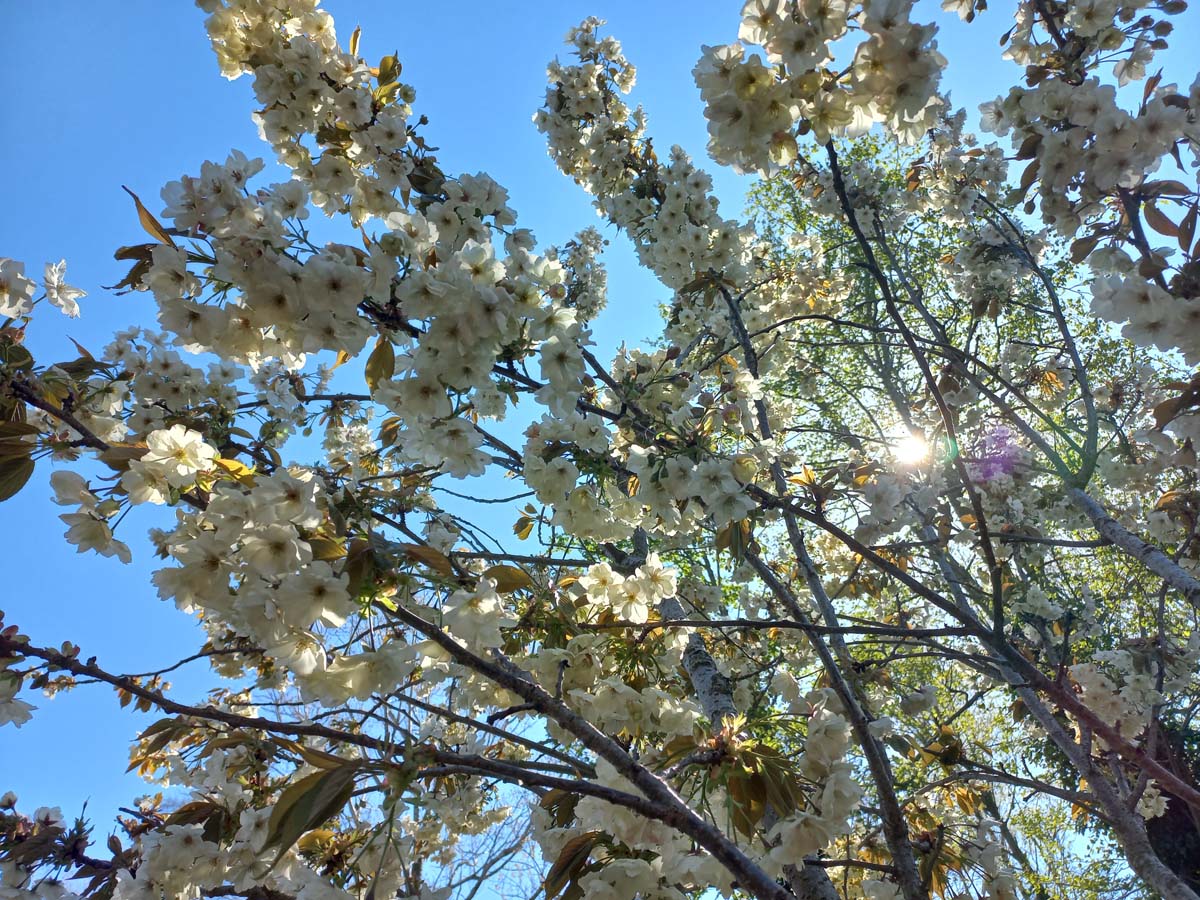 Prunus serrulata 'Ukon' Tuinplanten bloesem