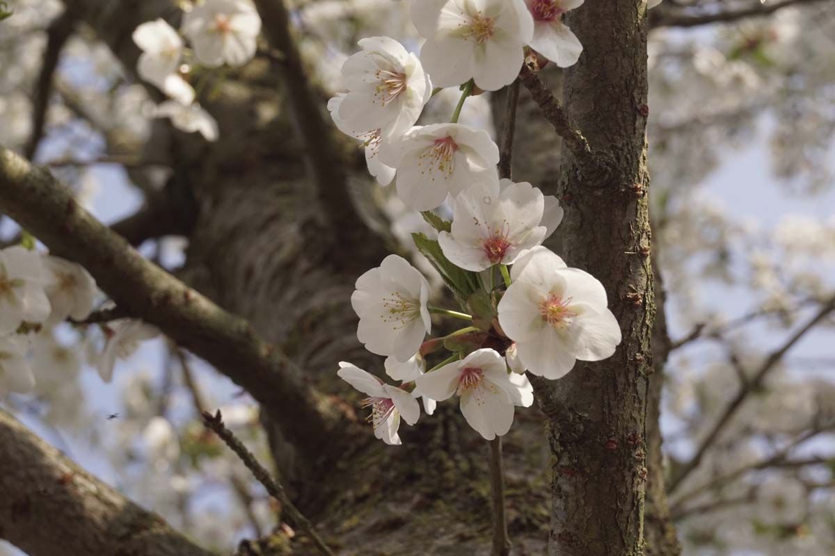 Prunus 'Umineko' haagplant bloem
