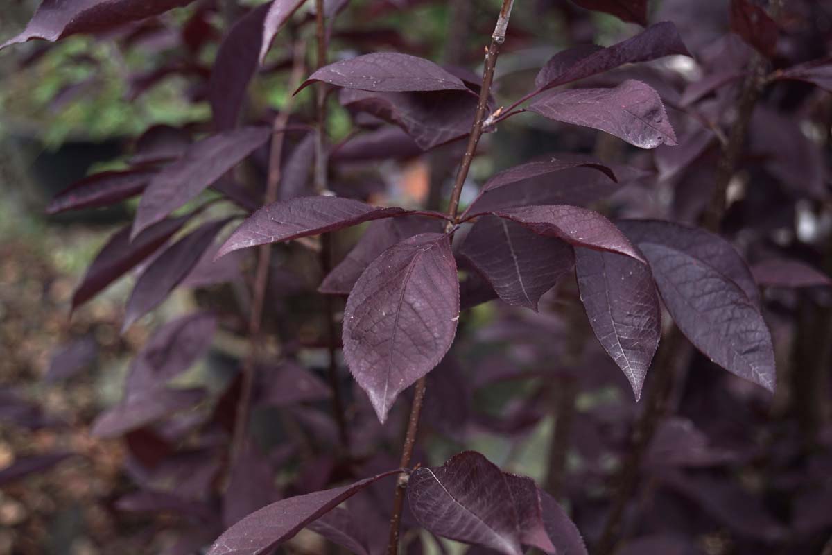 Prunus virginiana 'Canada Red' meerstammig / struik