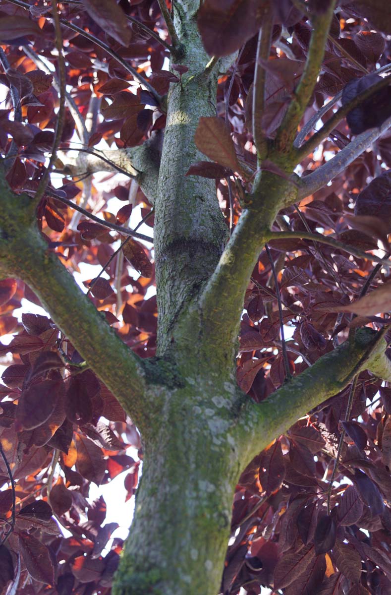 Prunus virginiana 'Canada Red' solitair