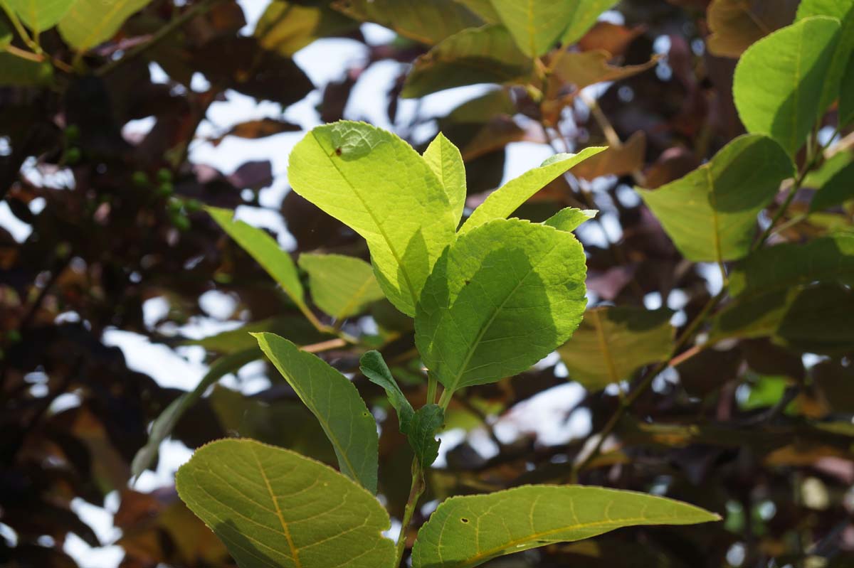 Prunus virginiana 'Shubert' Tuinplanten blad