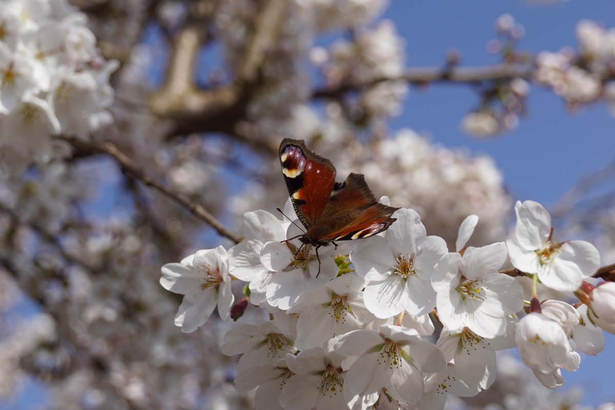 Prunus yedoensis meerstammig / struik biodiversiteit