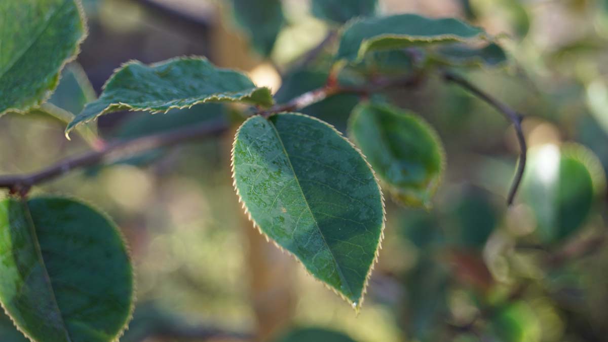 Pseudocydonia sinensis op stam