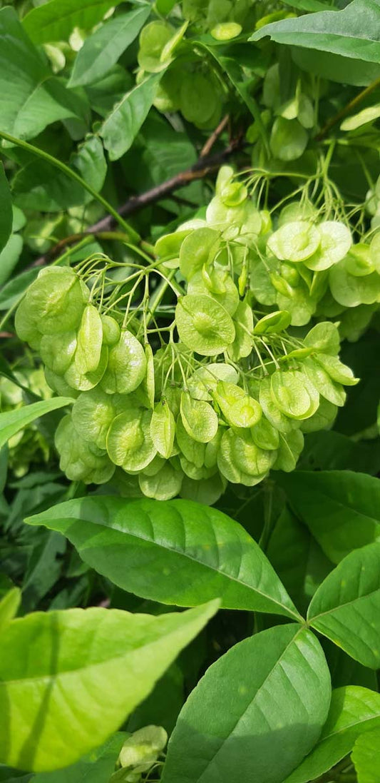 Ptelea trifoliata 'Aurea' op stam