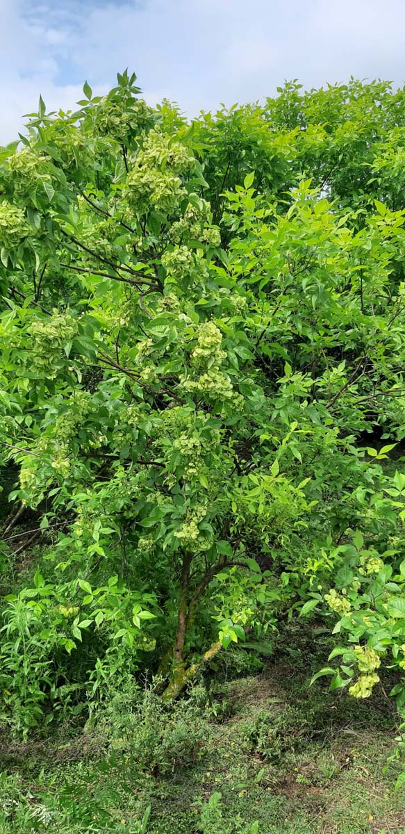 Ptelea trifoliata 'Aurea' Tuinplanten