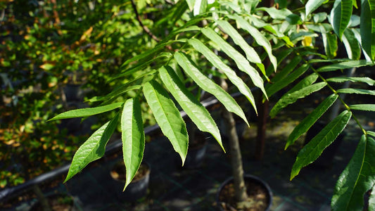 Pterocarya fraxinifolia Tuinplanten