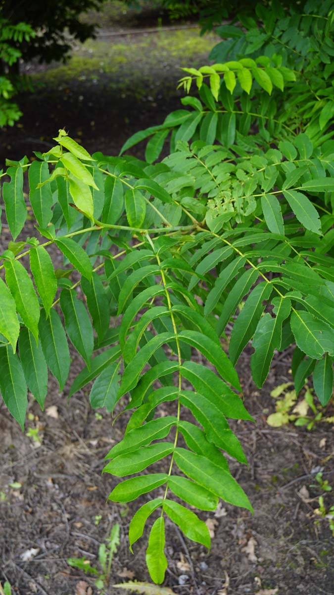 Pterocarya fraxinifolia Tuinplanten