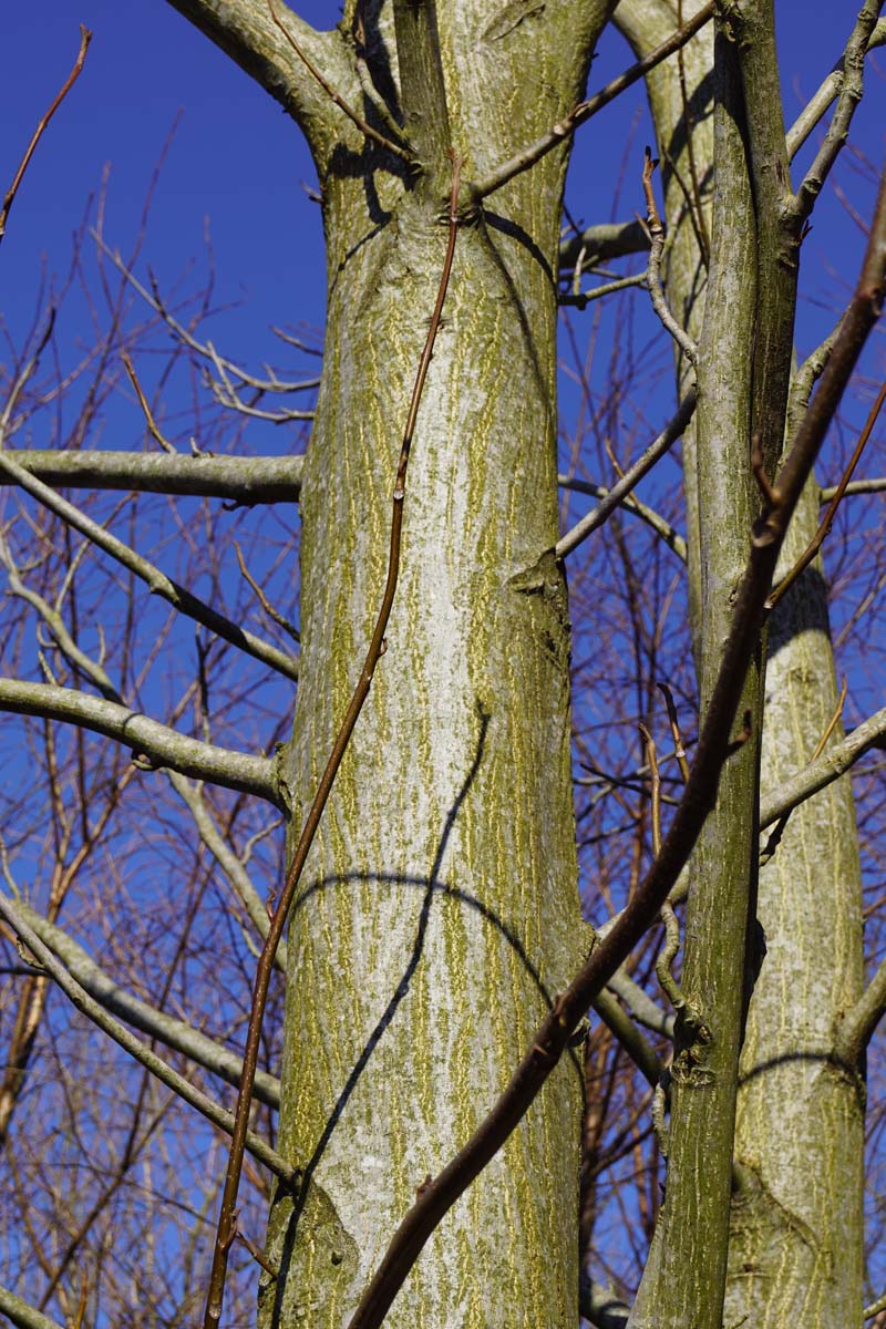 Pterocarya fraxinifolia dakboom