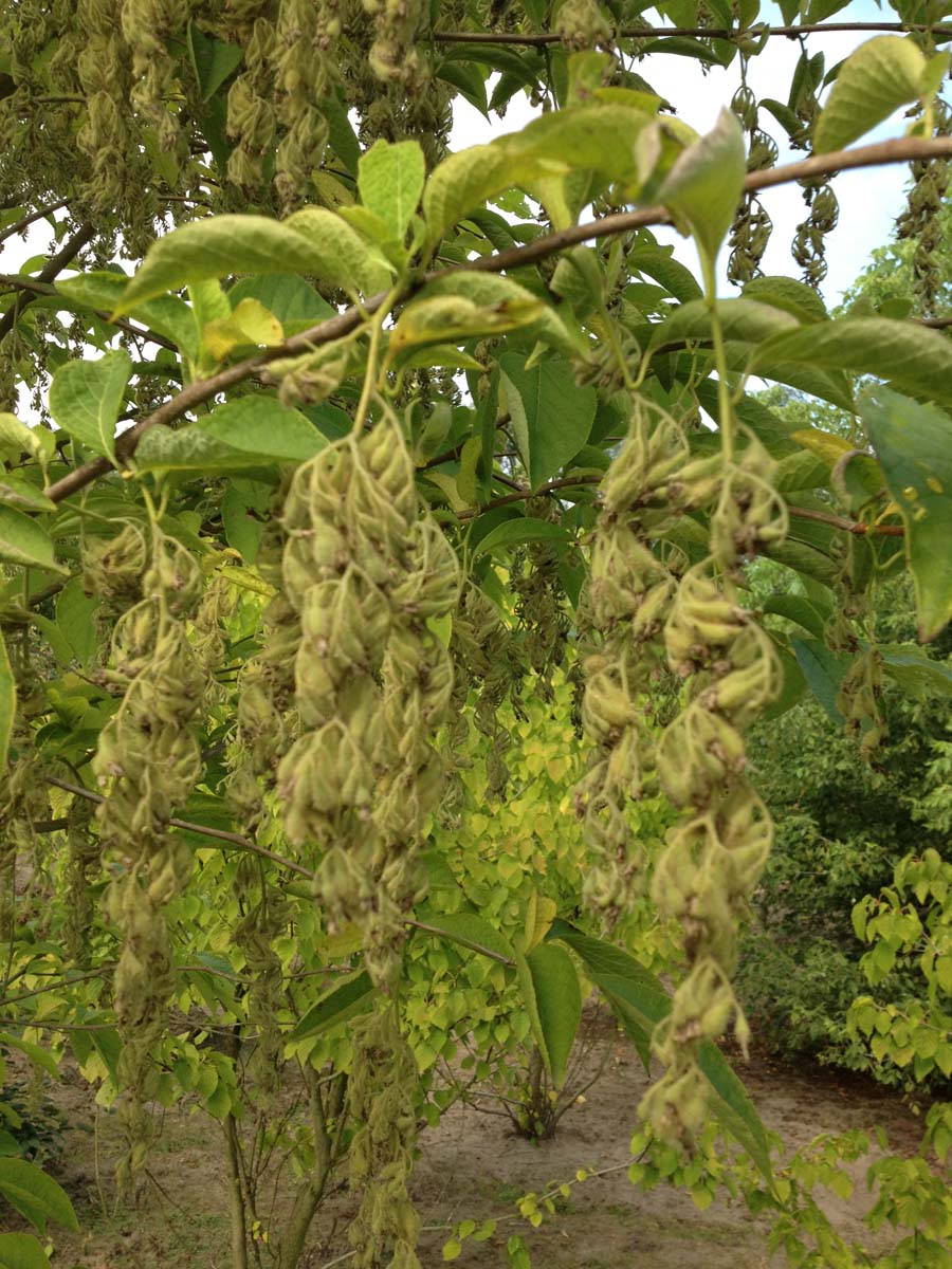 Pterostyrax corymbosa meerstammig / struik vruchten