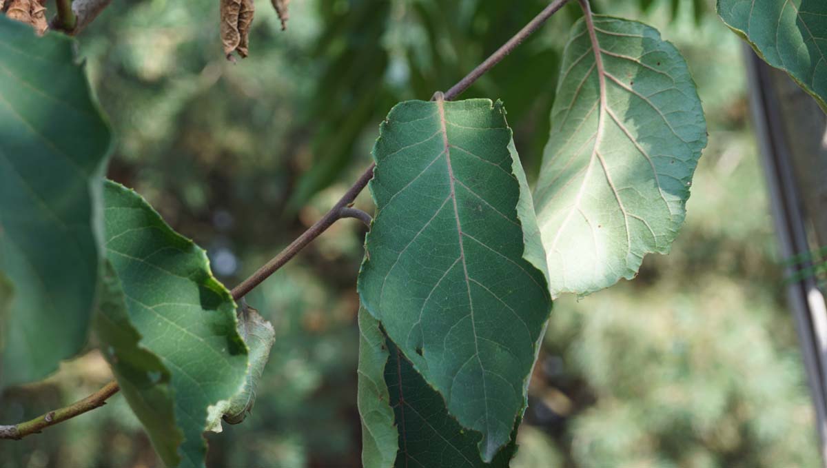 Pterostyrax corymbosa Tuinplanten blad