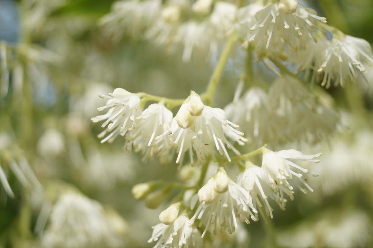 Pterostyrax hispida meerstammig / struik bloem