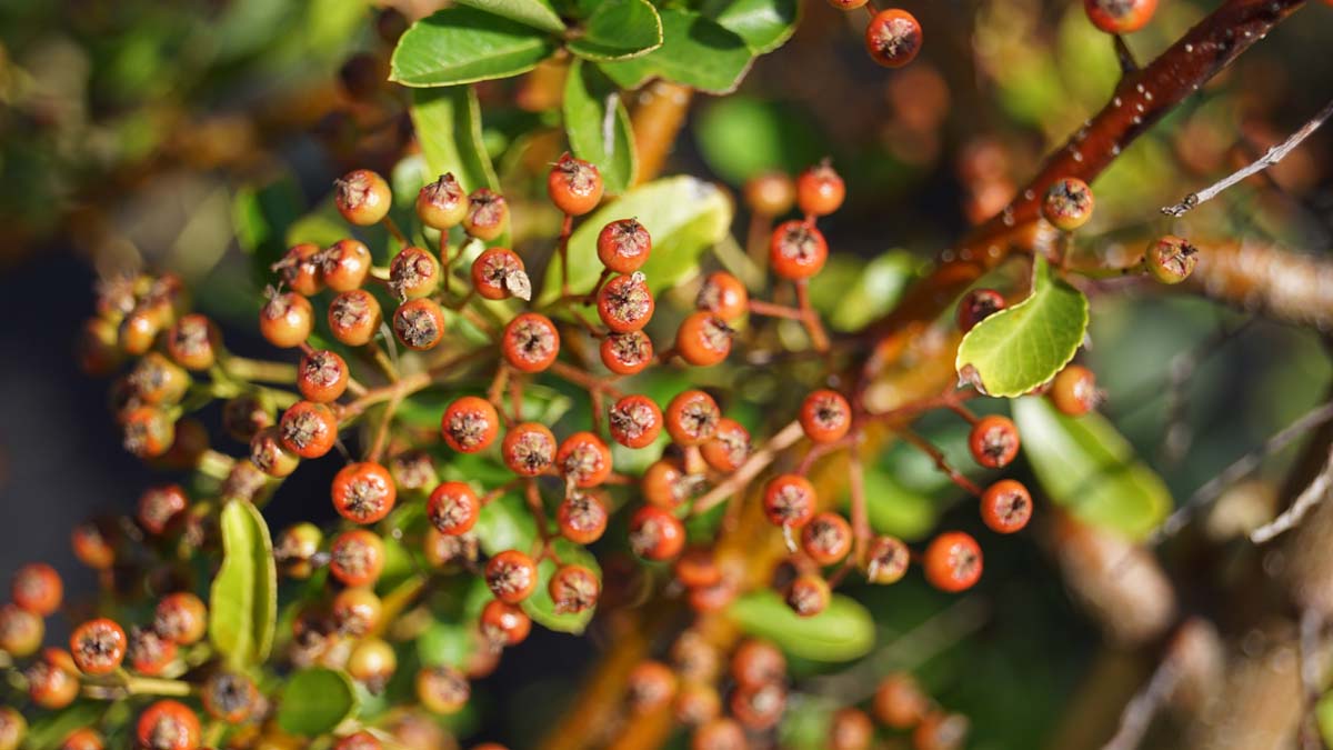 Pyracantha 'Orange Glow' op stam