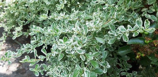 Pyracantha 'Sparkler'