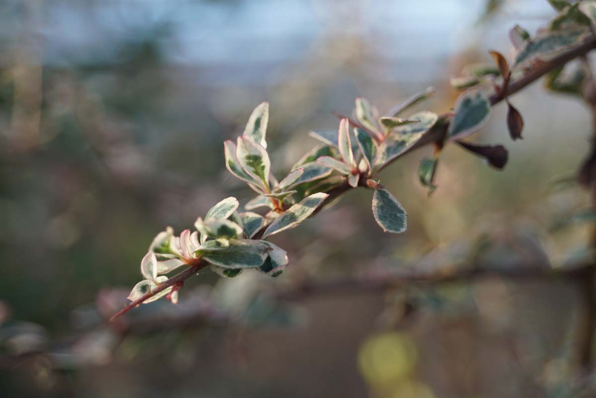 Pyracantha 'Sparkler' meerstammig / struik