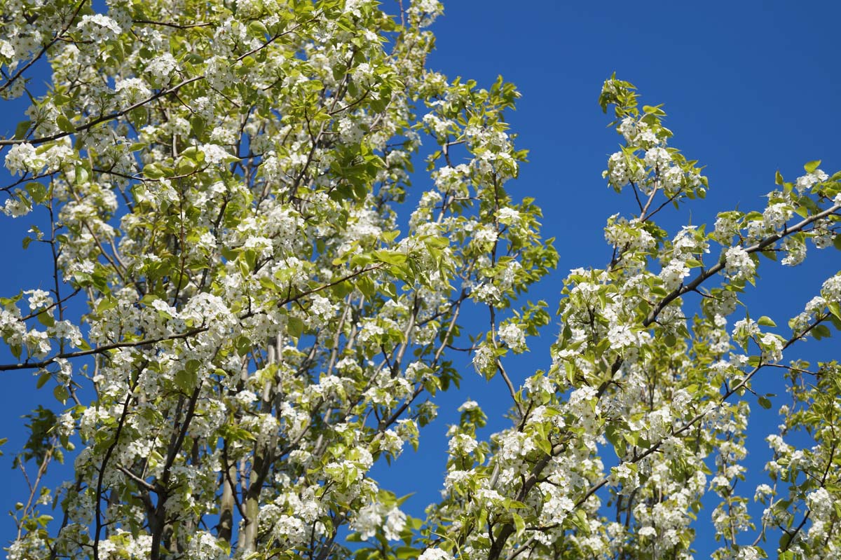 Pyrus calleryana 'Capital' Tuinplanten