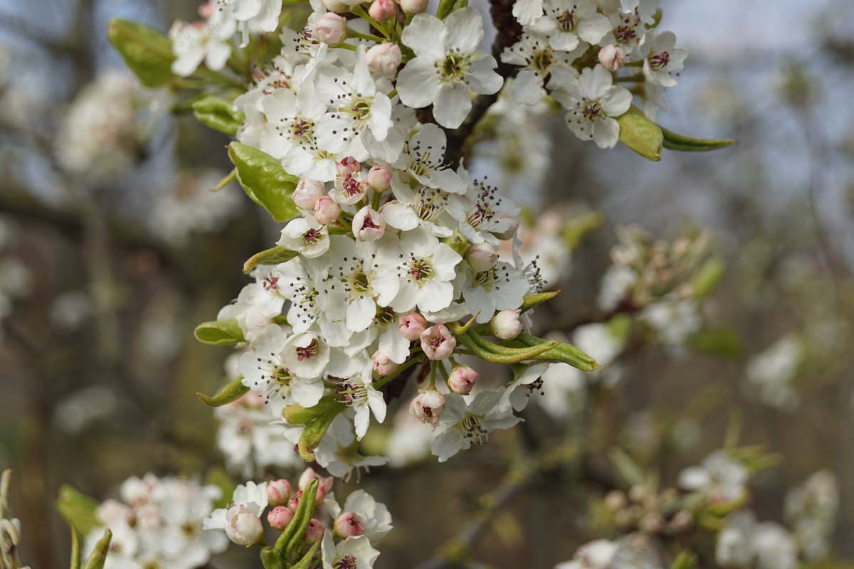 Pyrus calleryana 'Chanticleer' op stam bloesem