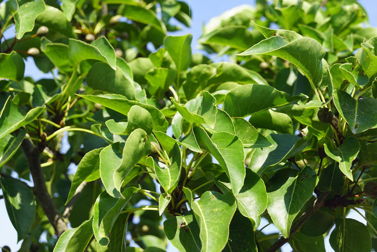 Pyrus calleryana 'Redspire' leiboom blad