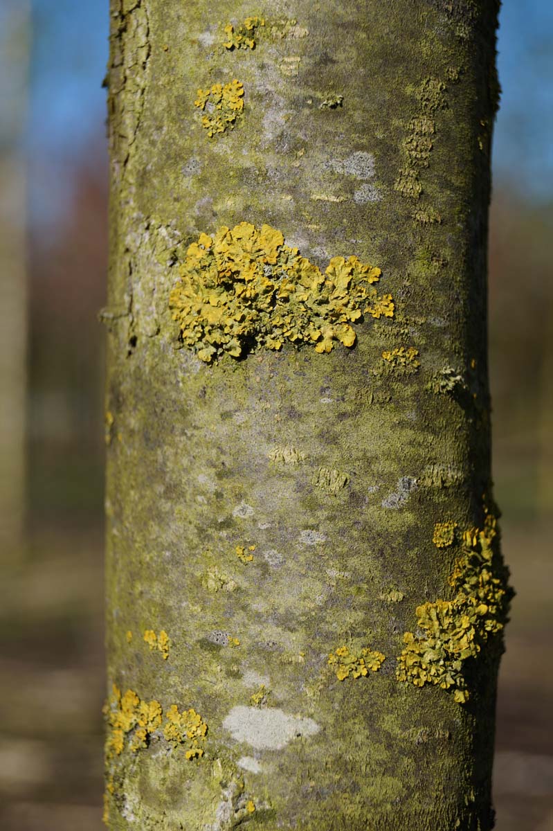 Pyrus calleryana 'Redspire' op stam bast