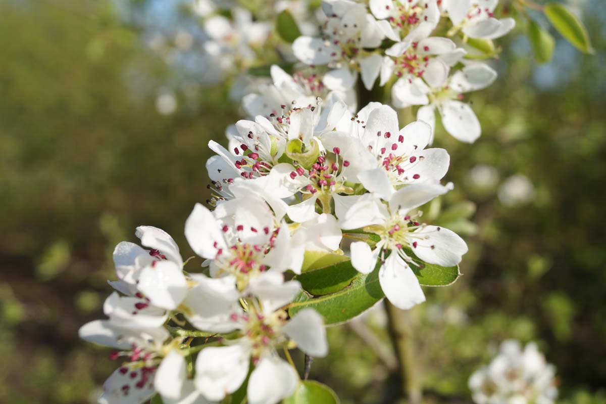 Pyrus communis leiboom bloem