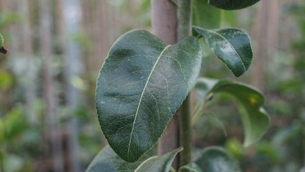 Pyrus communis 'Beech Hill' leiboom