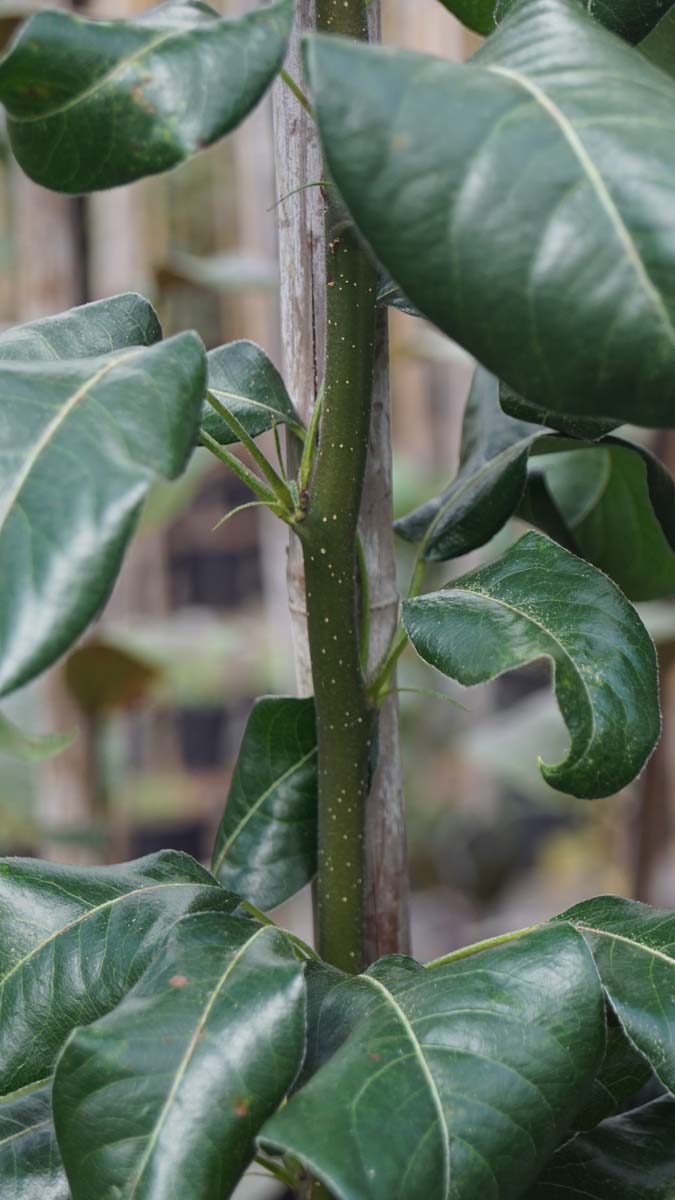 Pyrus communis caucasica op stam blad