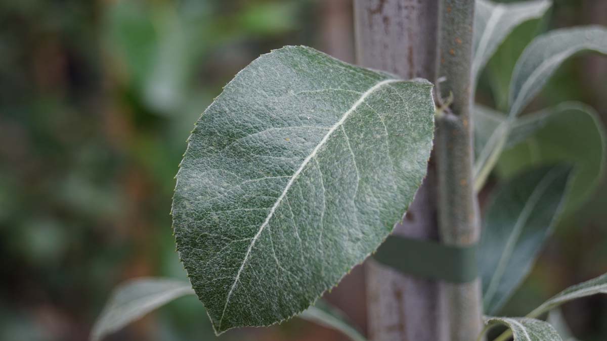 Pyrus nivalis op stam