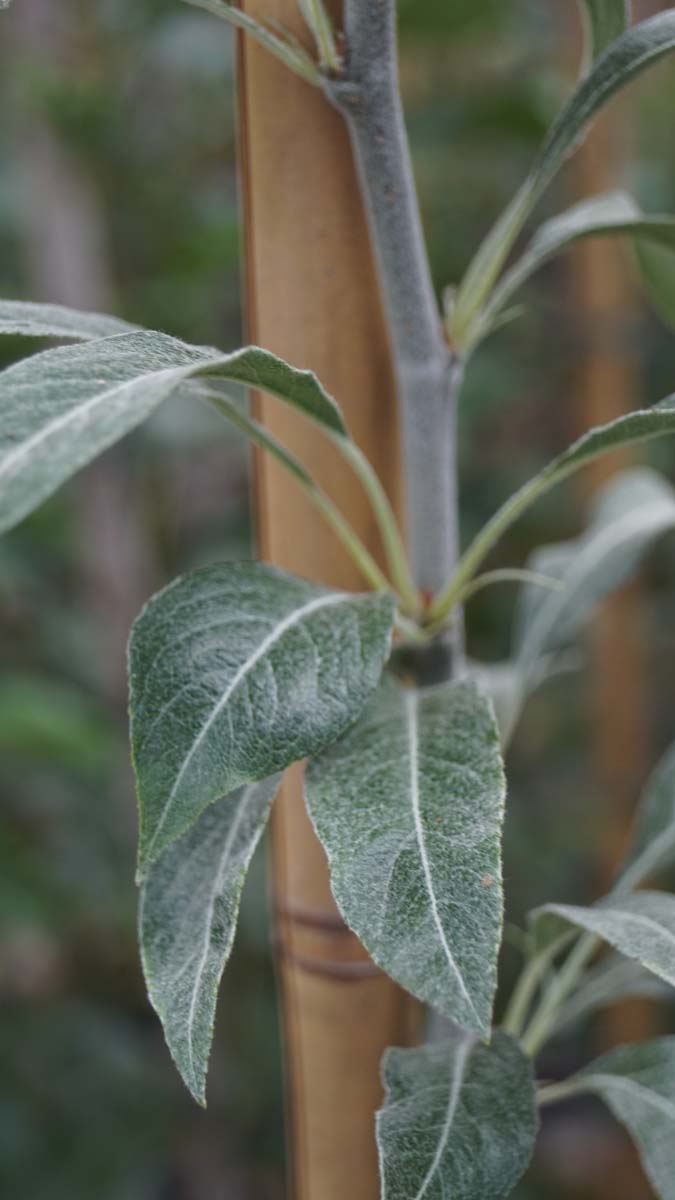Pyrus nivalis Tuinplanten